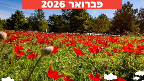 פסטיבל 